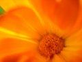 macro d’ une fleur 2