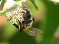 butinage sur framboise 2