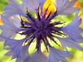 macro d’ une fleur 3