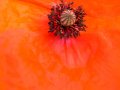 coquelicot 1